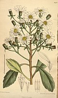 Profile Picture of Urostemonon Wikipedia