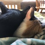 Profile Picture of Cannon & Penelope (@cannonpenelope) on Instagram