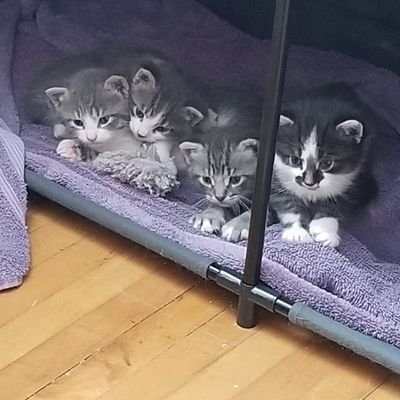 Profile Picture of Stephanie Stevenson (@PurplePixie363) on Twitter