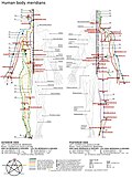 Profile Picture of List of acupuncture pointson Wikipedia