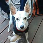 Profile Picture of rocky (@davidyokota176) on Instagram