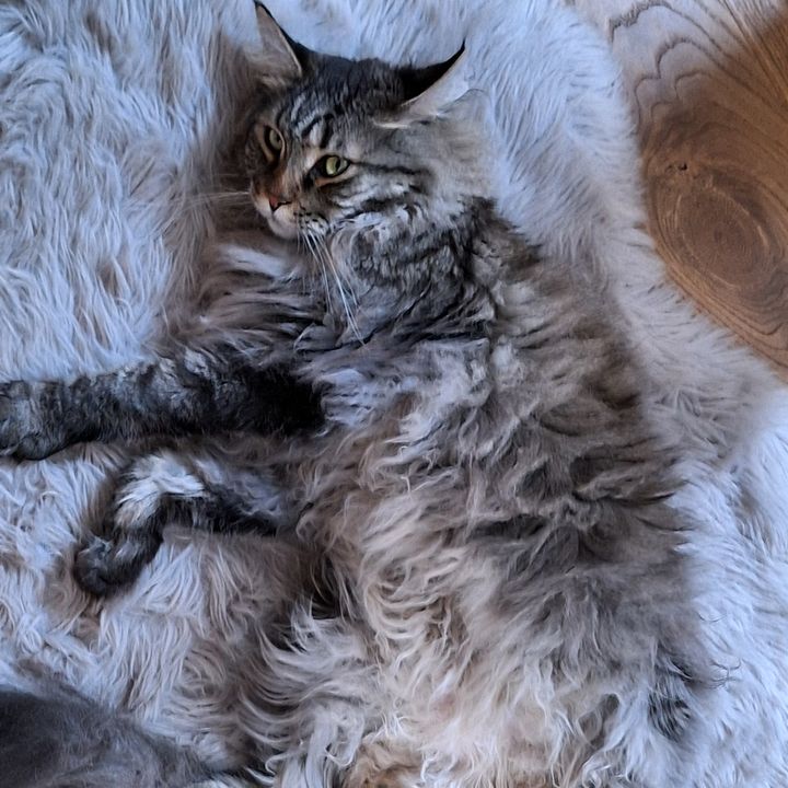 Profile Picture of Paul. turmmspringer (@paulschnepfleitne) on Tiktok