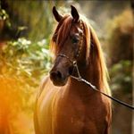 Profile Picture of Eva Unger (@unger3806) on Instagram