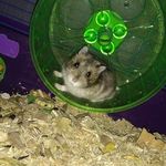 Profile Picture of Bartholomew James Denney ll (@bartholomew_thehamster) on Instagram