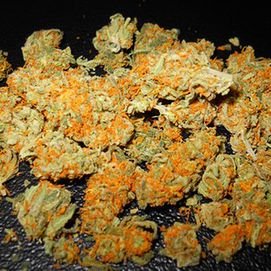 Phillip Monaco - Twitter Profile Picture of Phillip Monaco (@OG_captian_kush) on Twitter