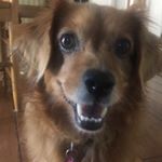 Profile Picture of gingercramer (@gingercramer_) on Instagram
