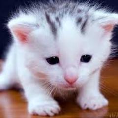 Profile Picture of Abha Gupta (@abhagupta827) on Twitter