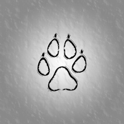 Profile Picture of David Schär (@Tremosar) on Twitter
