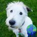 Profile Picture of Jane Buchanan (@jane.dogandbaglady) on Facebook
