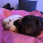 Profile Picture of Tilda, Miffy, Henry, Rosie (@tilda.miffy.henry.rosie) on Instagram