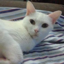 Profile Picture of Lisa DiGennaro (@digbklyn829) on Twitter