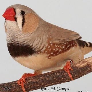 Profile Picture of Mark Camps (@mark.camps.5) on Facebook