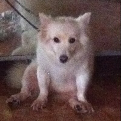 Profile Picture of Jasmine Hershey Loo (@jsheyloo) on Twitter