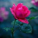 Profile Picture of Tina Barelli de Gregorio (@degregoriotina) on Instagram