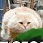 Chris Frisk - Instagram Profile Picture of Chris Frisk (@theblobreturns) on Instagram