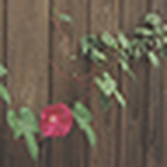 Profile Picture of Maxine Cottrell (@m cottrell) on Flickr