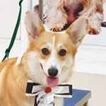 Profile Picture of دوک ویلیام پمبروک ولش کورگی (@william_the_welsh_corgi) on Instagram