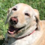 Profile Picture of Bailey Cotter🐶 (@itsbaileycotter) on Instagram