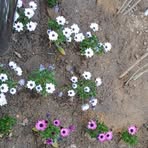 Profile Picture of Chona Ronolo (@Chona-Ronolo) on Facebook