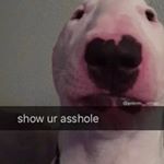 Profile Picture of Jeffrey (@a.rather.smart.dog) on Instagram