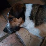 Profile Picture of jasminecounts (@love_my_dogs140) on Instagram