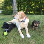 Profile Picture of Cleo, Murphy & Winston (@cleo.murph.winny) on Instagram