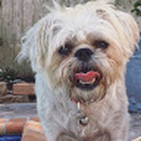 Profile Picture of Lorelei Watson (@lorelei-watson-1) on Quora