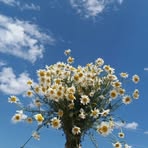 Profile Picture of Ruberta Creed (@Ruberta-Creed) on Facebook