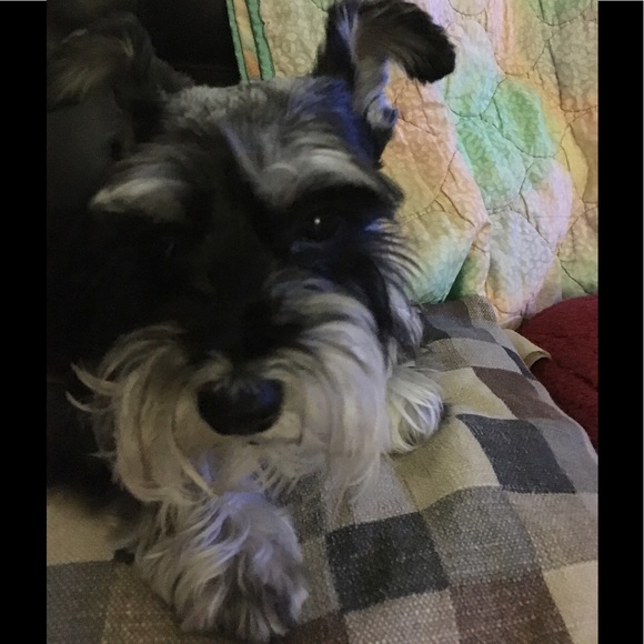 Profile Picture of Gerlie Cleope (@ggttcc) on Poshmark