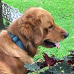 Profile Picture of Rex, Lucas Y Leia (@lostreslabradores) on Instagram
