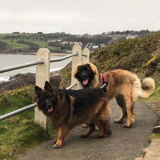 Profile Picture of Mason and Leo Vaughan (@masimanandleolion) on Instagram