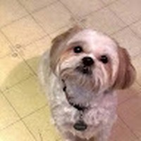 Profile Picture of Suzanne Goode (@suzanne-goode-2) on Quora