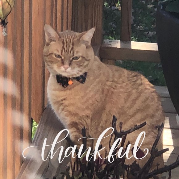 Profile Picture of Tricia James (@tricia1949) on Poshmark