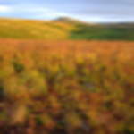 Profile Picture of Zumwalt Prairie (@Zumwalt Prairie) on Flickr