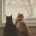 Profile Picture of HARRY & CLEO the K-W kitties (@h_c_kitties) on Instagram