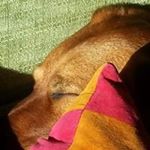 Profile Picture of Joy Dunlop (@dunlopjoy) on Instagram