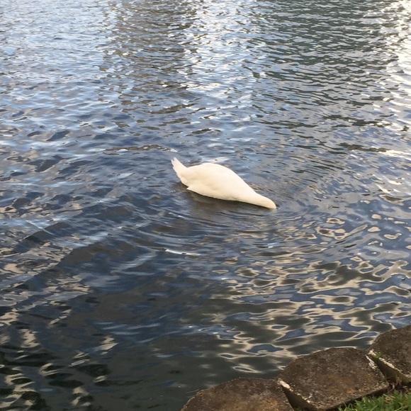 Profile Picture of Man Luo (@elle_2016) on Poshmark