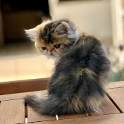 Profile Picture of GATOS PERSA LEON GTO. (@gatospersaleongto.4521) on Youtube