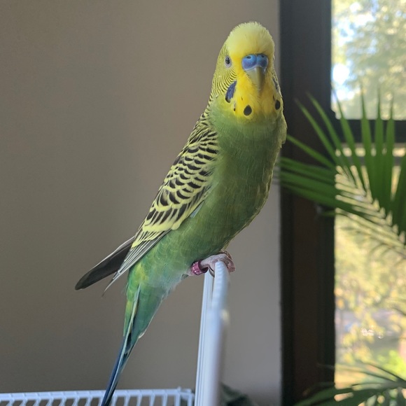 Profile Picture of Alice Hall (@cephnick) on Poshmark