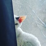 Profile Picture of Katrina Schultz (@carboncreature) on Instagram