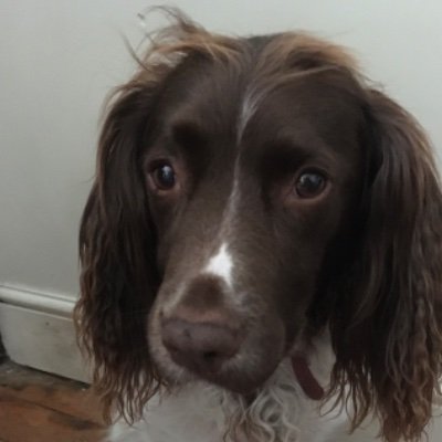 Profile Picture of Jackie Adams (@RufusA2000) on Twitter