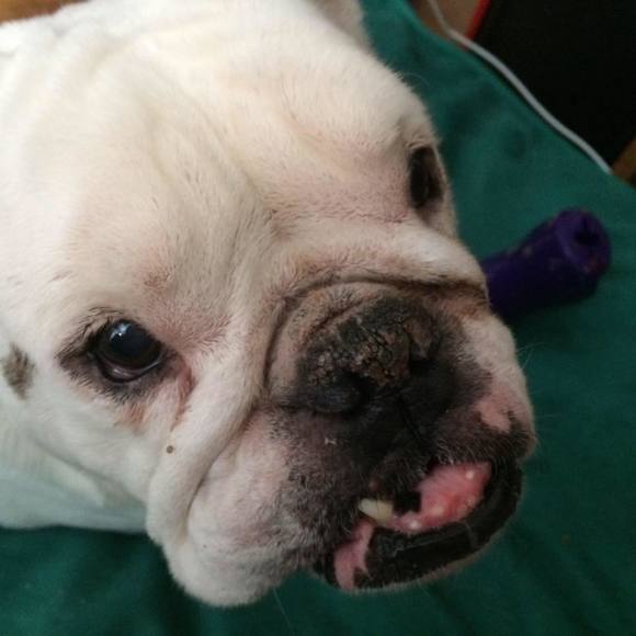 Profile Picture of Lisa Dolan (@buki1221) on Poshmark