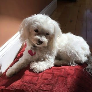 Profile Picture of Yvette Lambert Silva (@yvettesilva83) on Instagram