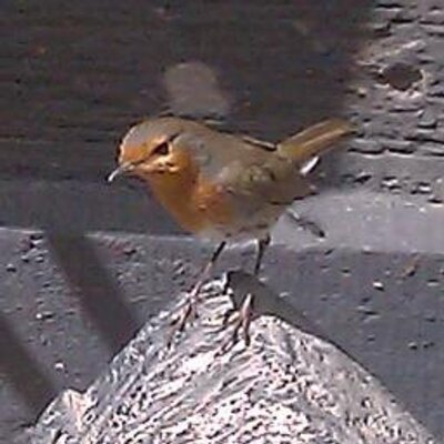 Profile Picture of Robin Laing (@rain_goblin) on Twitter