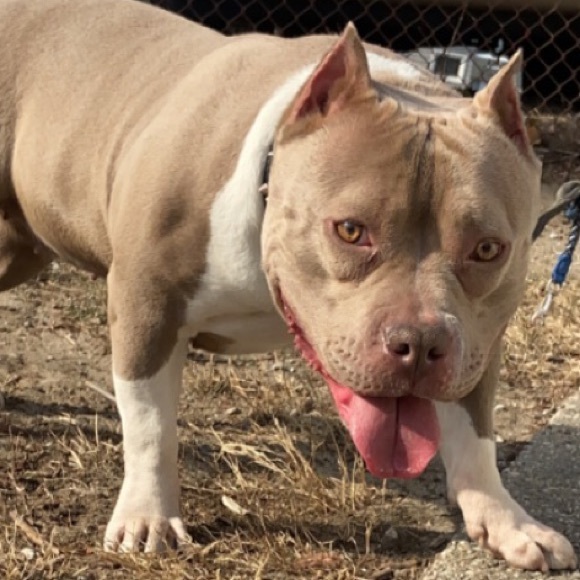 Profile Picture of David Boser (@david_boser) on Poshmark