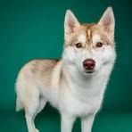 Profile Picture of Robinson Kevin (@robinson.kevin.2412) on Facebook