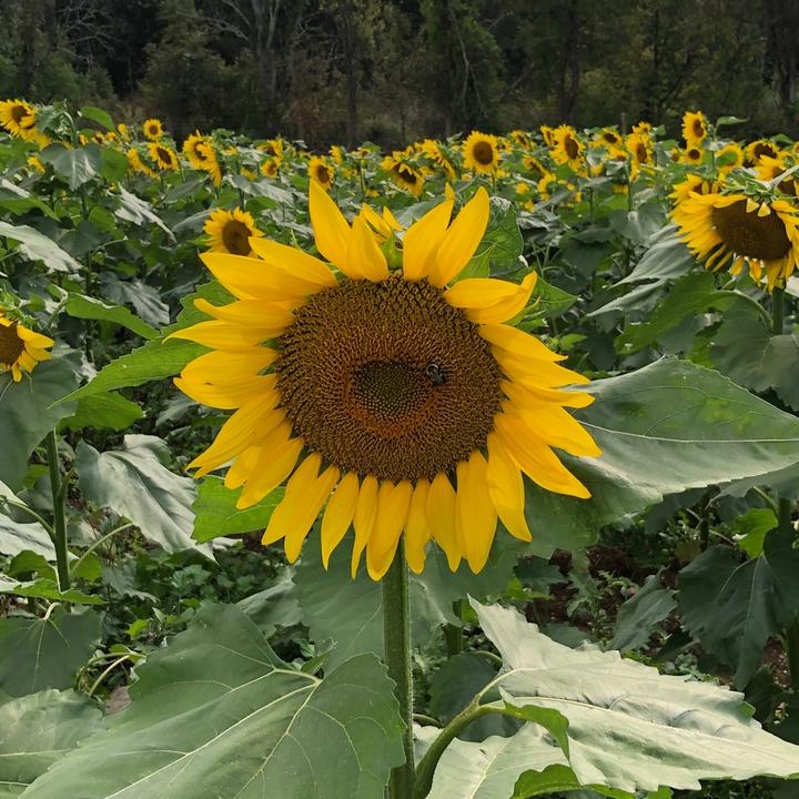 Profile Picture of Andrew Mullikin (@andrewmullikin0) on Tiktok