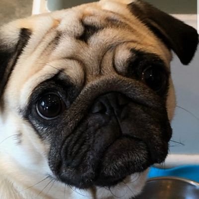 Michael Mendola - Twitter Profile Picture of Michael Mendola (@MichaelMendola3) on Twitter