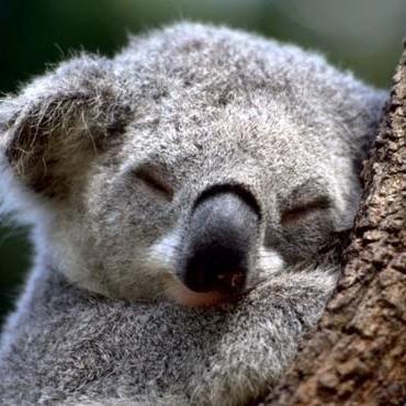 Profile Picture of Michael Koala (@MrKoala_Bear) on Twitter