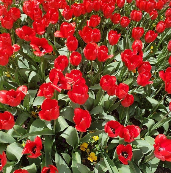 Nansaa Buriad - Poshmark Profile Picture of Nansaa Buriad (@nansalmaa_net) on Poshmark